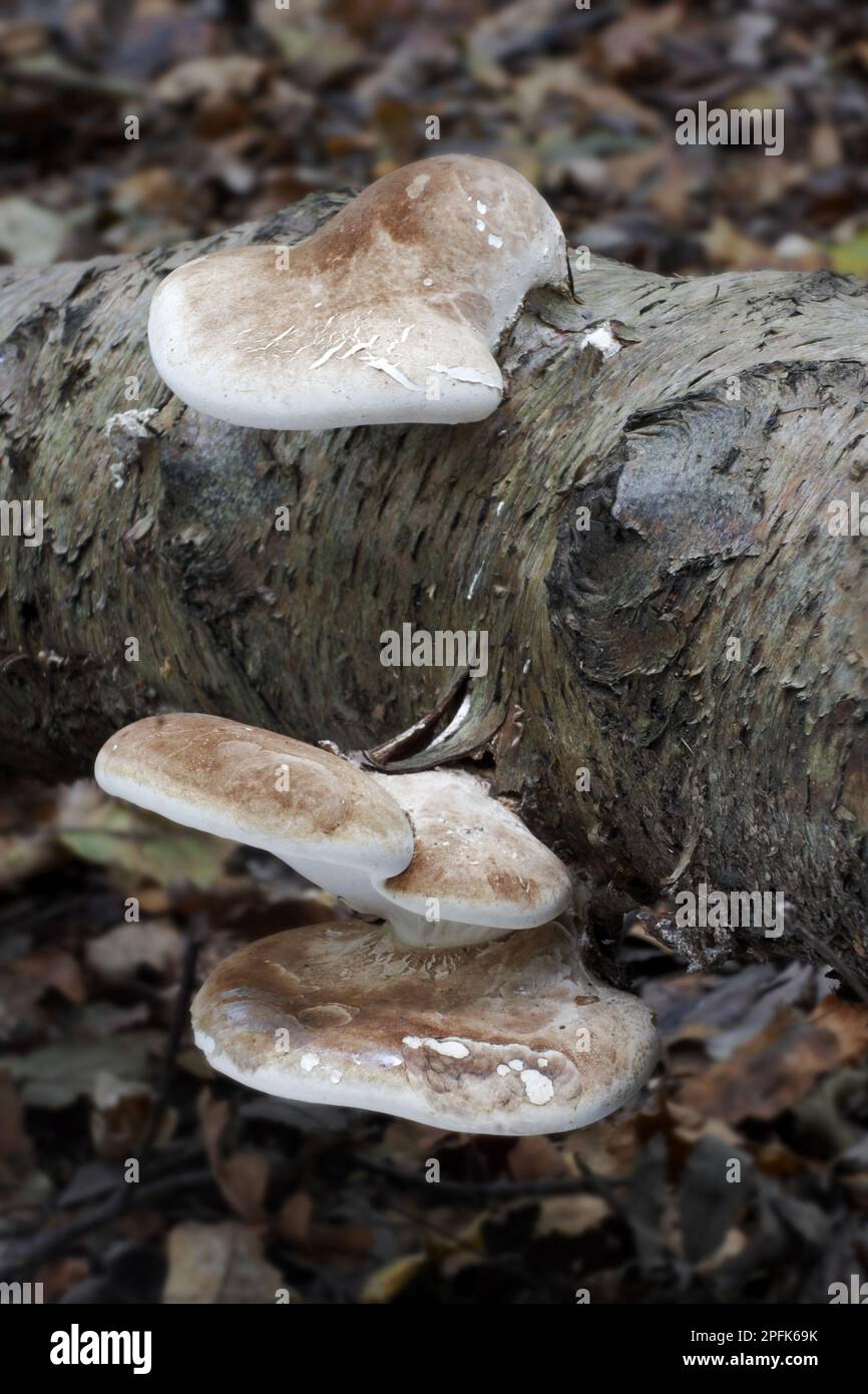 Poliporo di betulla (Piptoporus betulinus) corpo fruttifero, sul tronco di betulla verruca (Betula pendula) in bosco, Leicestershire, Inghilterra, autunno Foto Stock