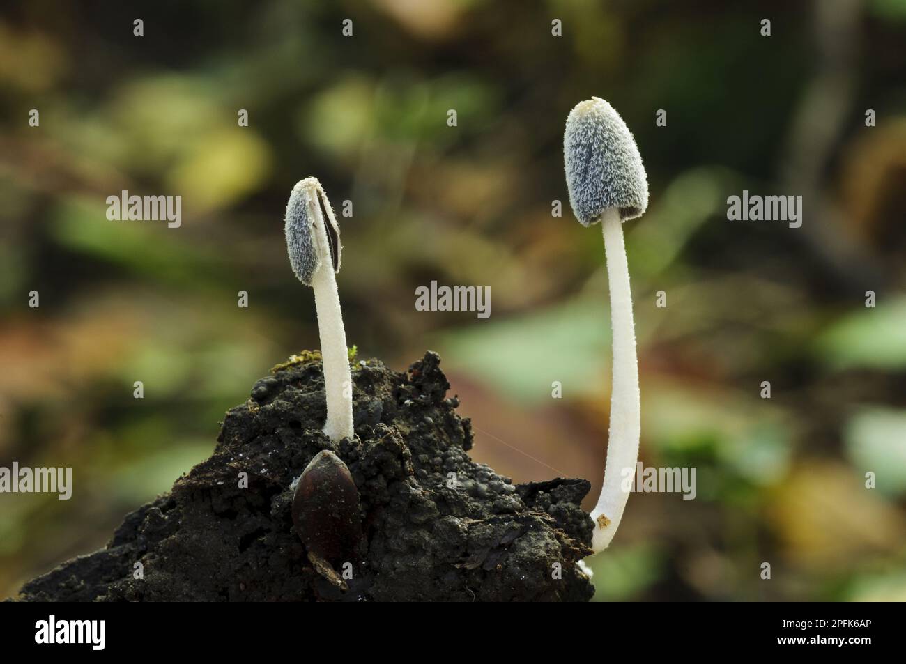 Piede di Hare Inkcap (Coprinopsis lagopus) due corpi fruttiferi, che crescono nel fango, legno di Anston Stones, South Yorkshire, Inghilterra, Regno Unito Foto Stock