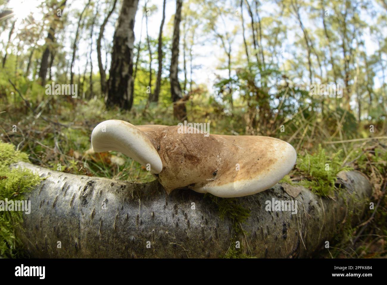 Birch Polypore (Piptoporus betulinus) corpo fruttifero, in crescita su Fallen Silver Birch (Betula pendula), Cannock Chase, Staffordshire, Inghilterra, United Foto Stock