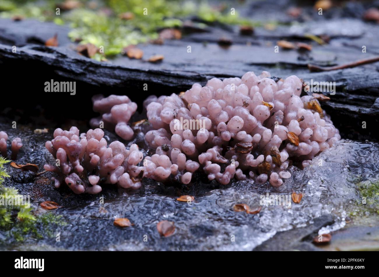Argento-foglia di porpora (Chondrocereum purpurpurpureum) corpo fruttato, crescendo su legno morto, Sevenoaks Wildlife Reserve, Kent, Inghilterra, Uniti Foto Stock