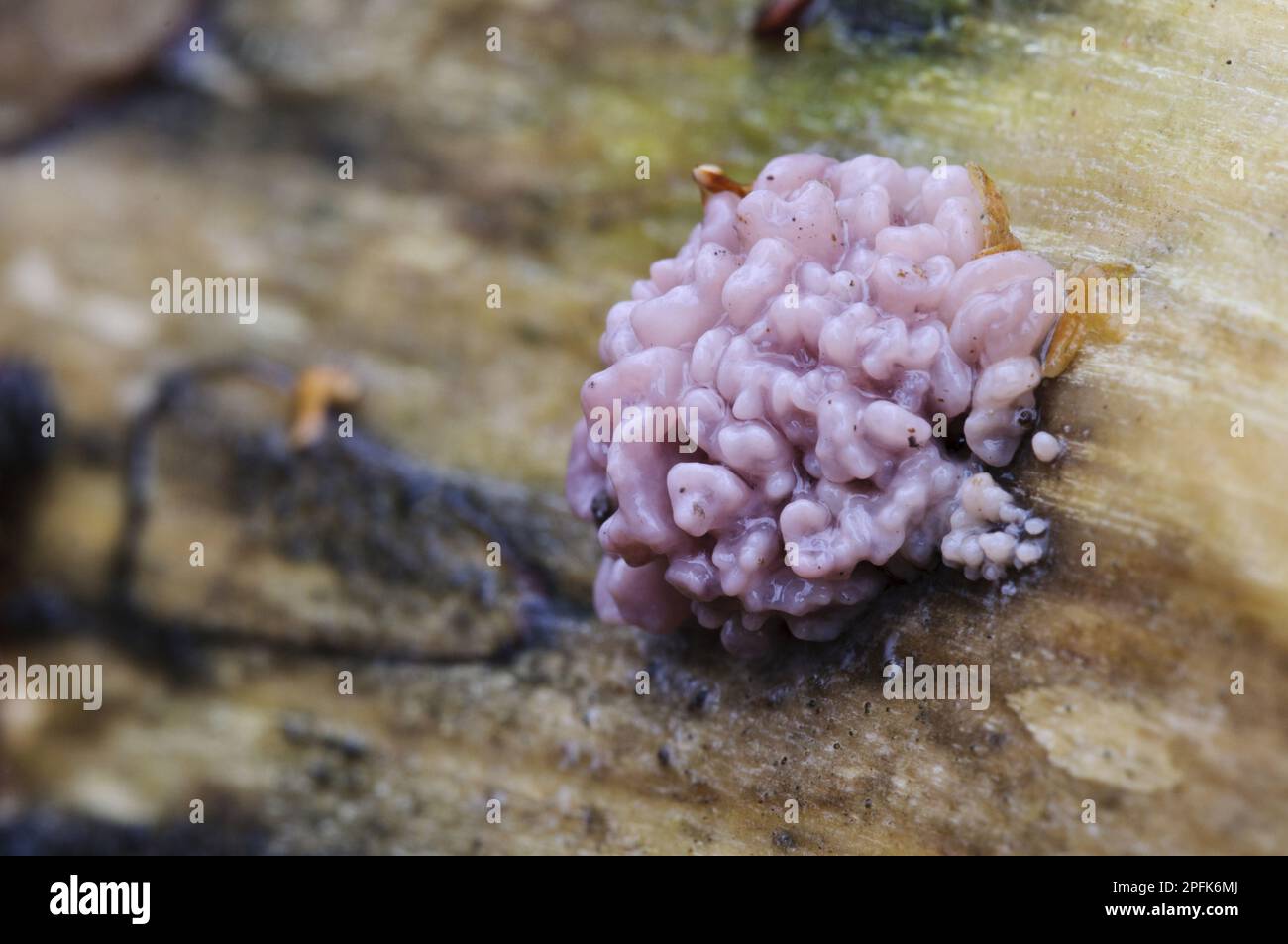 Argento-foglia di porpora (Chondrocereum purpurpurpureum) corpo fruttato, crescendo su legno morto, Sevenoaks Wildlife Reserve, Kent, Inghilterra, Uniti Foto Stock