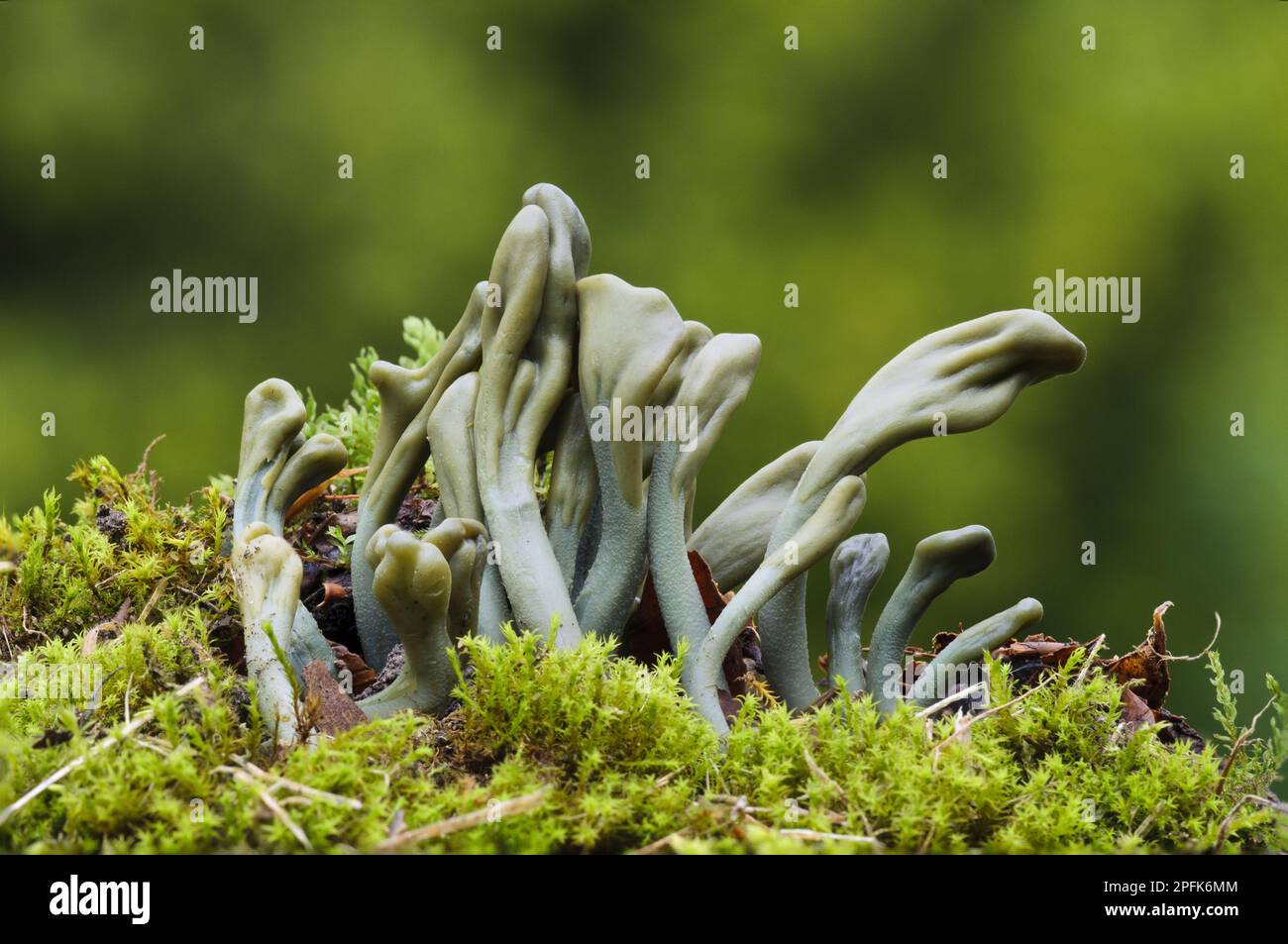 Green Earth Tongue (Micoglossum viride) corpi fruttiferi che crescono su terreno muscoloso, Clumber Park, Nottinghamshire, Inghilterra, Regno Unito Foto Stock