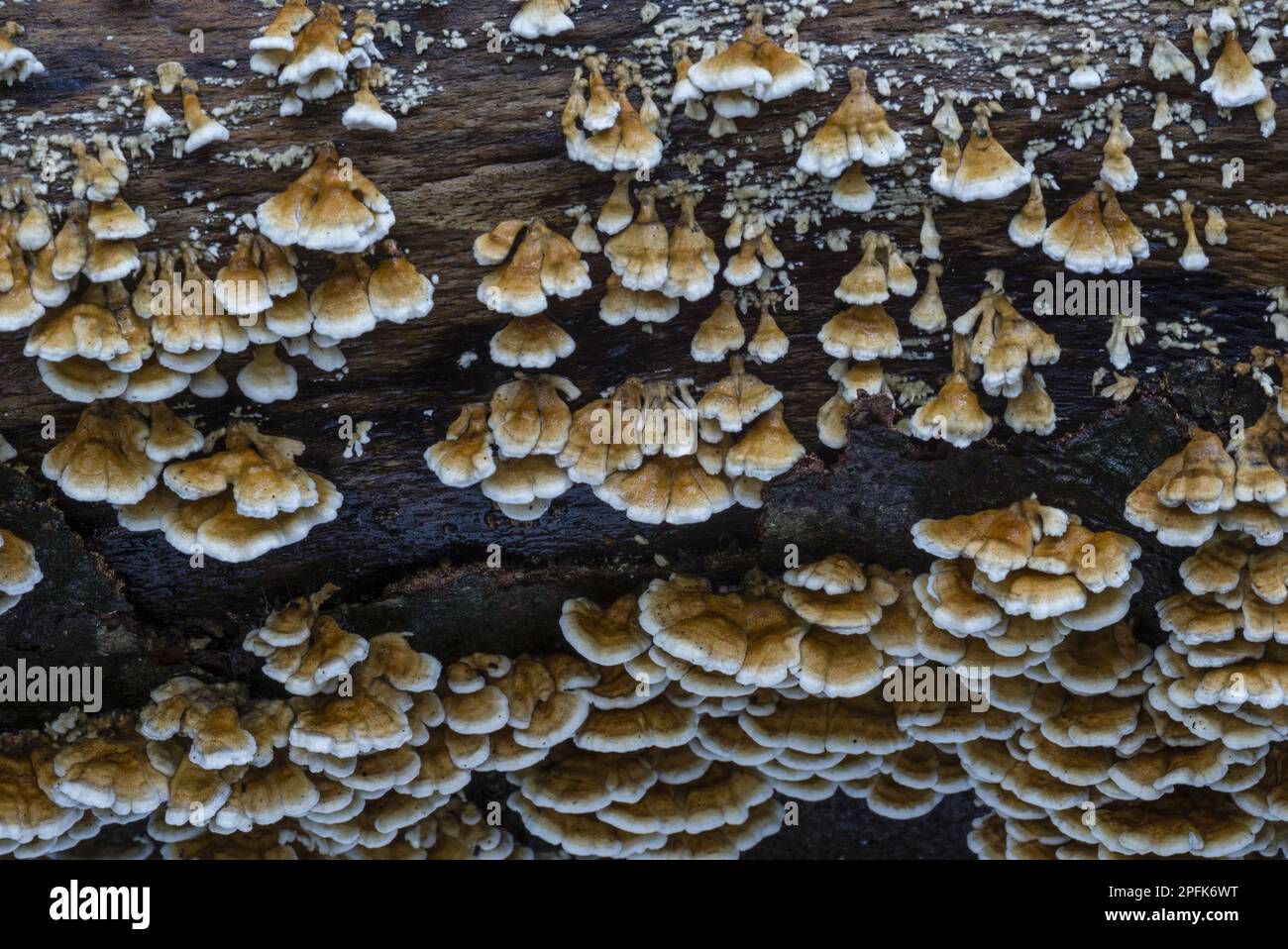 Polypore banded (Trametes versicolor) corpi fruttiferi che crescono su tronchi marciuti in legno di faggio, Kent, Inghilterra, Regno Unito Foto Stock