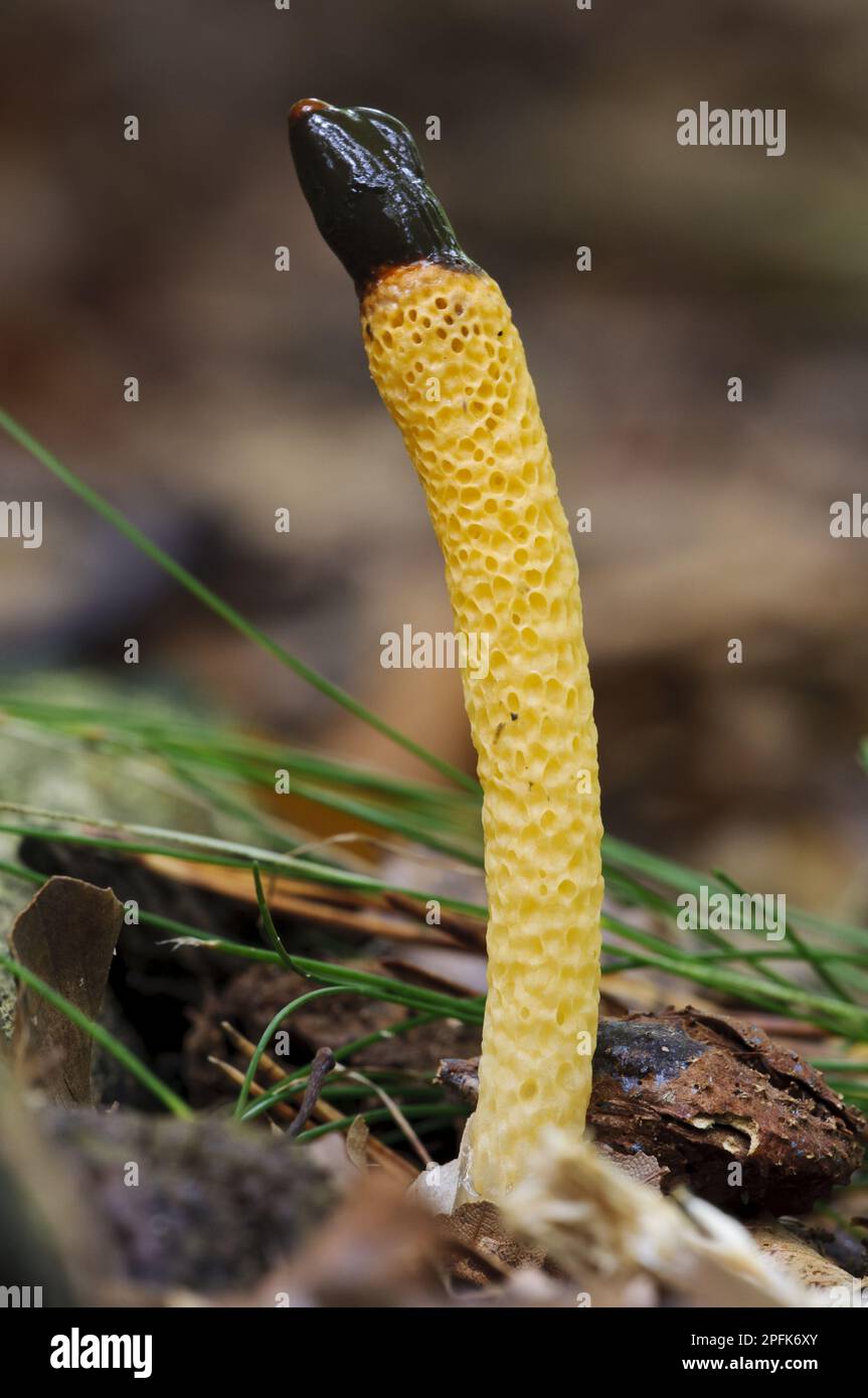 Cane stinkhorn (Mutinus caninus) corpo fruttifero, Clumber Park, Nottinghamshire, Inghilterra, Regno Unito Foto Stock