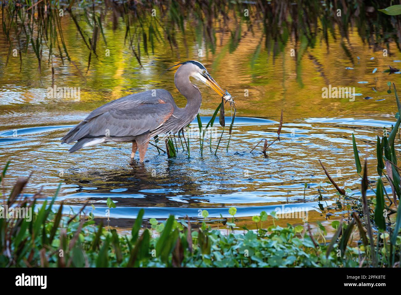 Pesca dell'Airone Foto Stock