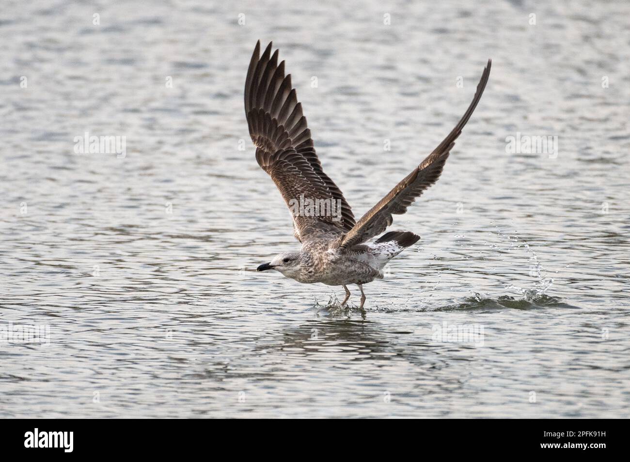 Madrid, Spagna. 17th Mar, 2023. Un gabbiano con dorso nero minore (Larus fuscus) è visto volare sopra un lago che si allarga ali. È un uccello migratorio che si forma colonialmente sulle coste e sui laghi. Credit: Marcos del Mazo/Alamy Live News Foto Stock