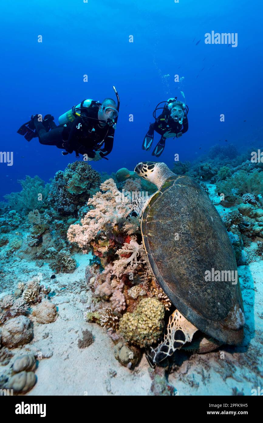 Subacqueo, immersioni, due, guardando la tartaruga verde (Chelonia mydas) mangiare, mangiare corallo morbido, Mar Rosso, Hurghada, Egitto Foto Stock