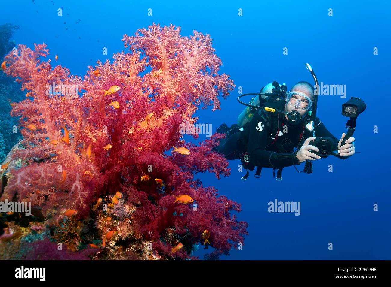 Subacqueo, fotografo subacqueo, fotografo con fotocamera, fotocamera subacquea, guardando Klunzingers soft corallo (Dendronephthya klunzingeri), rosso Foto Stock