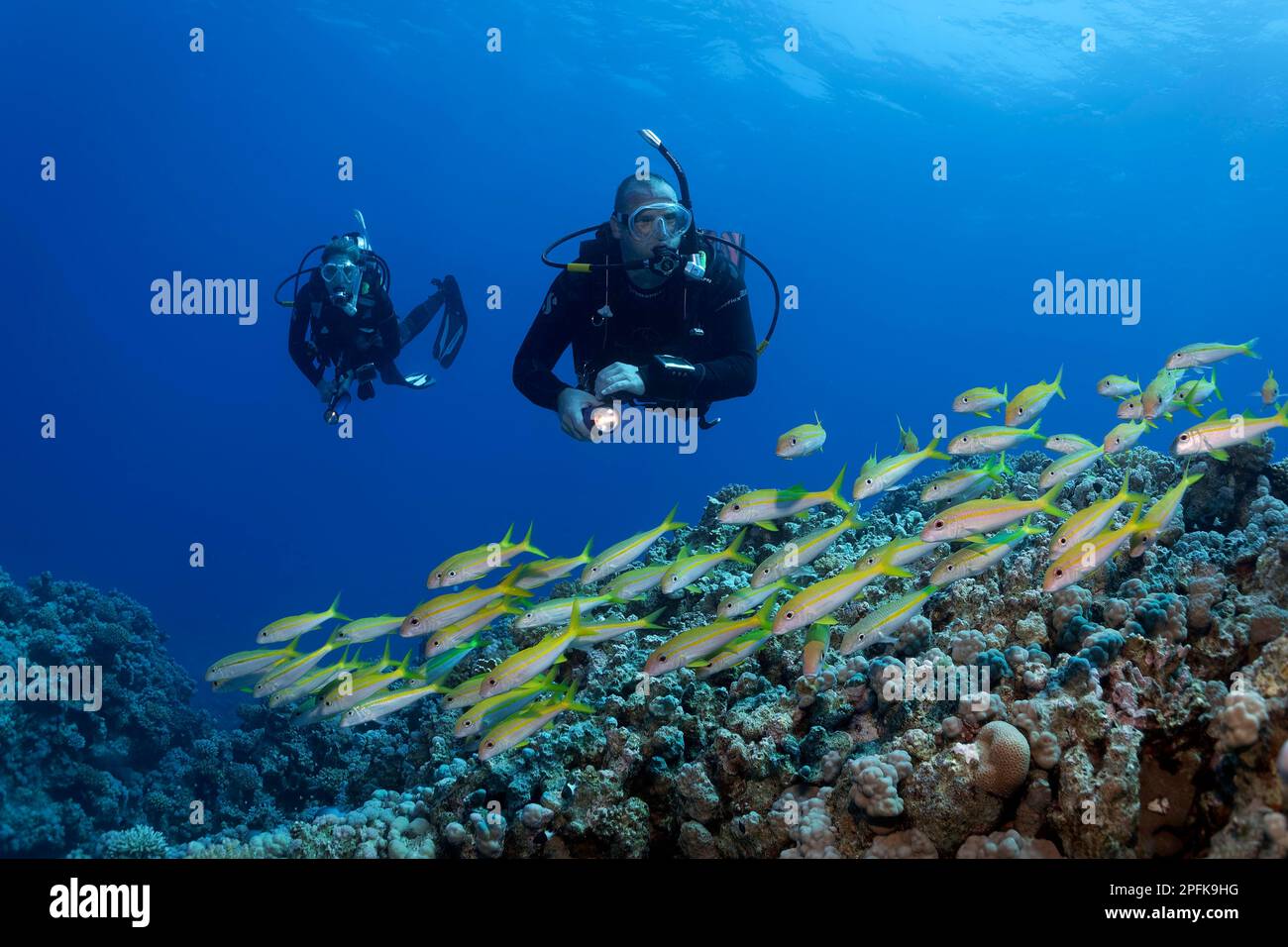 Subacqueo, subacqueo femminile, due, immersioni sopra la barriera corallina, guardare la zolla di spigola yellowfin (Mulloideichthys vanicolensis), Mar Rosso, Hurghada, Egitto, Africo Foto Stock