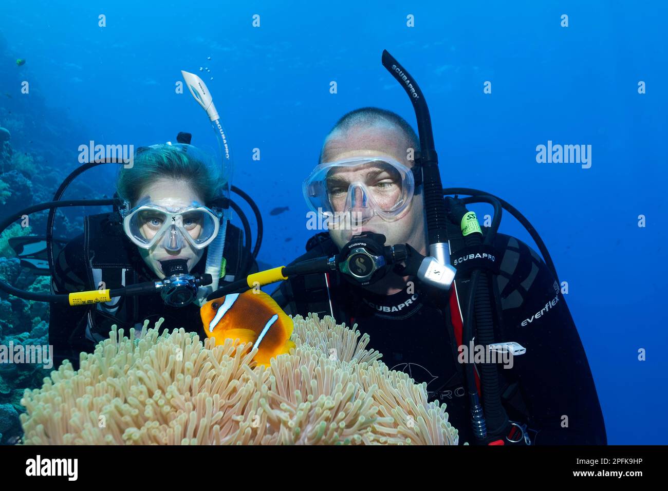 Subacqueo, due, guardando il Mare Rosso anemonefish (Aphirion bicintus) in splendore anemone (Heteractis magnifica), Mar Rosso, Hurghada, Egitto Foto Stock