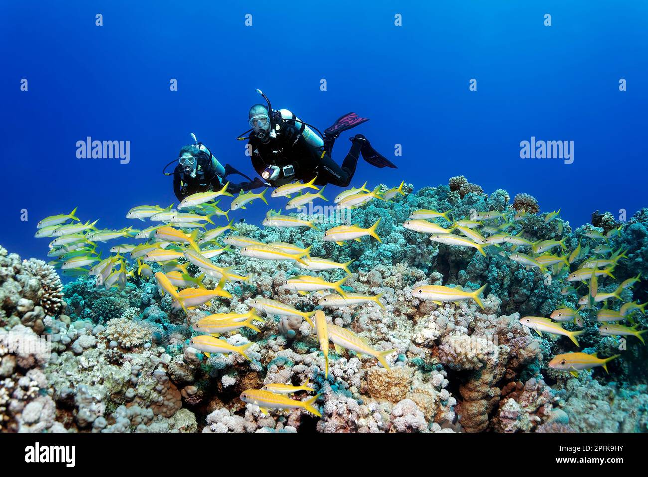 Subacqueo, subacqueo femminile, due, immersioni sopra la barriera corallina, guardare la zolla di spigola yellowfin (Mulloideichthys vanicolensis), Mar Rosso, Hurghada, Egitto Foto Stock