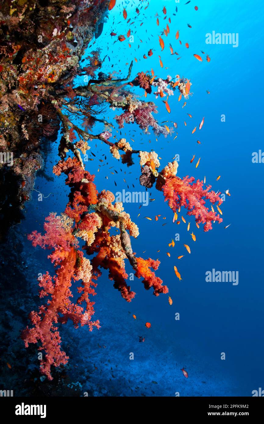 I coralli molli di Klunzingers (Dendronephthya klunzingeri) colonizzano gorgonian morto, shoal del fagotto di mare rosso (Pseudanthias taeniatus), l'isola di Rocky, rosso Foto Stock