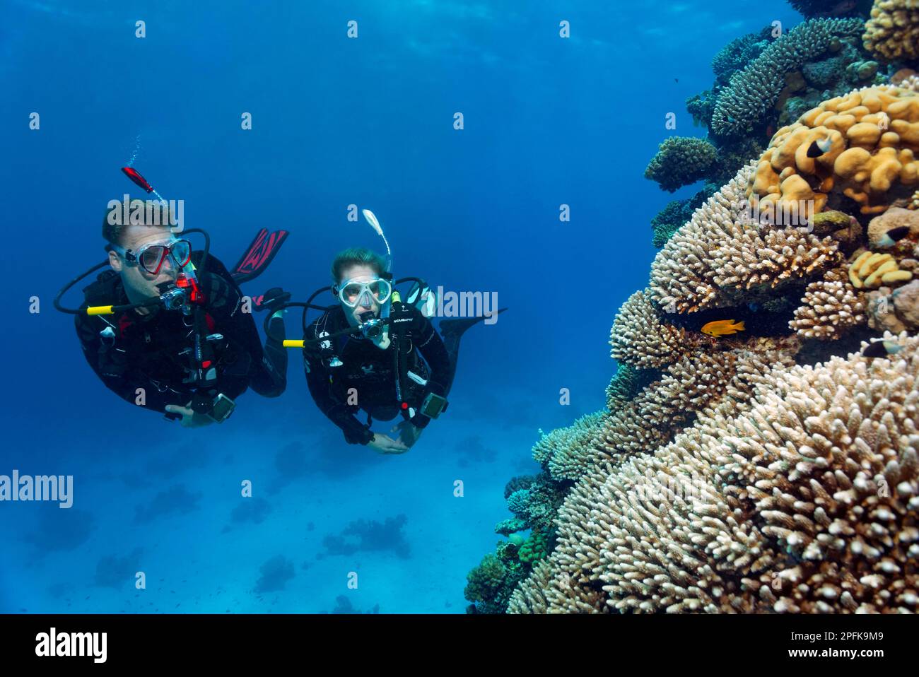 Sommozzatore, sommozzatore femminile, coppia, due, guardando, Guardando intatto barriera corallina, Mar Rosso, Hurghada, Egitto Foto Stock