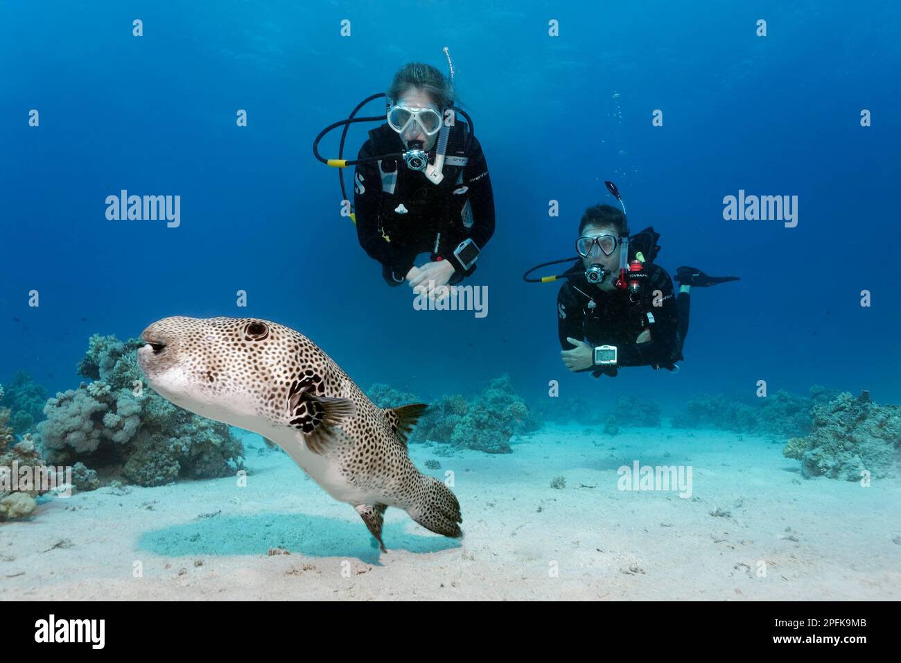 Subacqueo, subacqueo femminile, due, immersioni sul fondo sabbioso, guardando la stella puffer (Arothron stellatus), Mar Rosso, Hurghada, Egitto Foto Stock