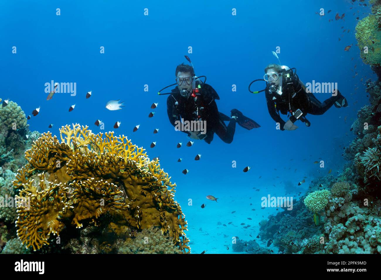 Subacqueo, subacqueo femminile, coppia, due, guardando, Guardando la barriera corallina intatta con la scuola di coda di rondine bicolore (Chromis dimidiata), Mar Rosso Foto Stock