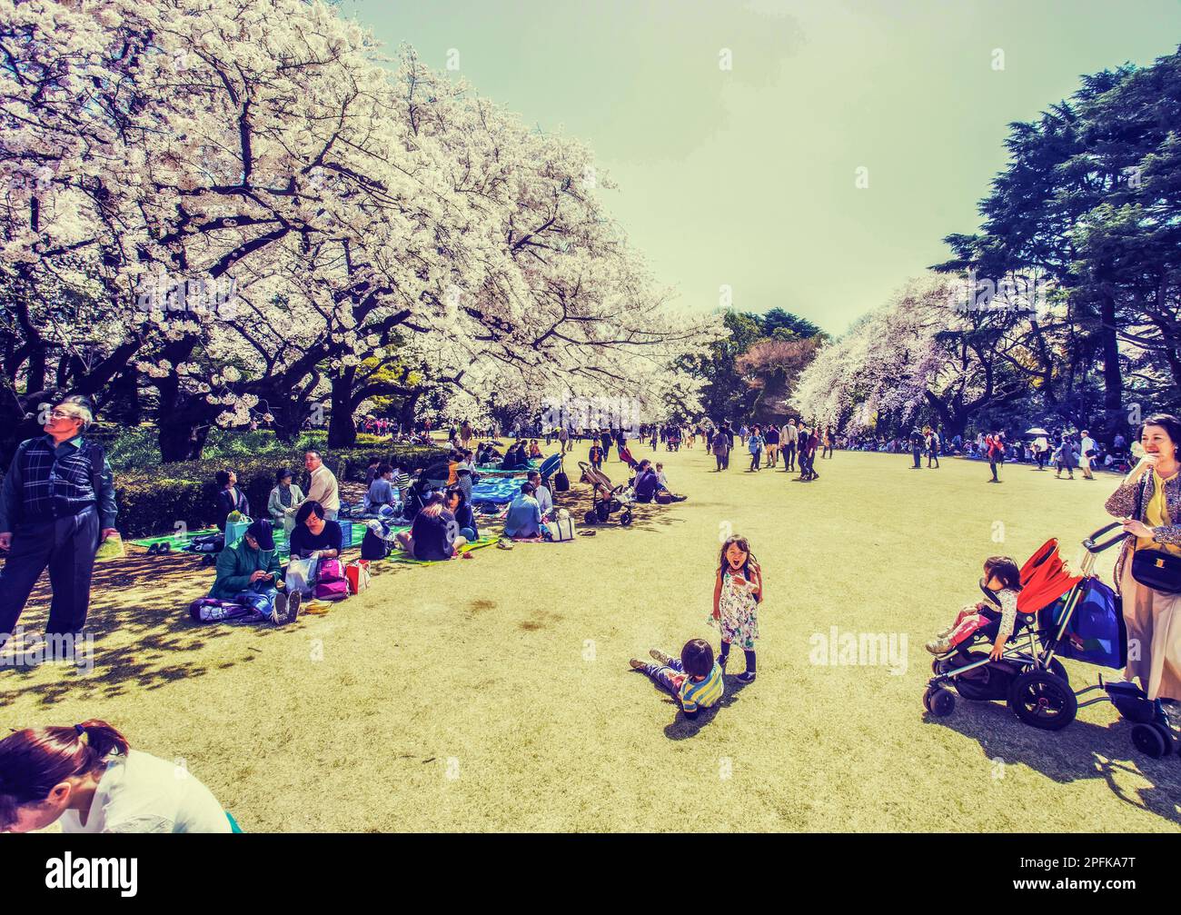 04-01-2015 Tokyo, Giappone Bambini godendo giorno 1 aprile - celebrando hanami o fiore di ciliegi nel parco Shinjuku Gyoen persone sedute e rilassarsi sotto Foto Stock