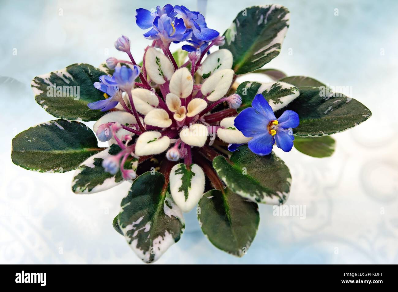 Shirl occhi blu viola africano Foto Stock