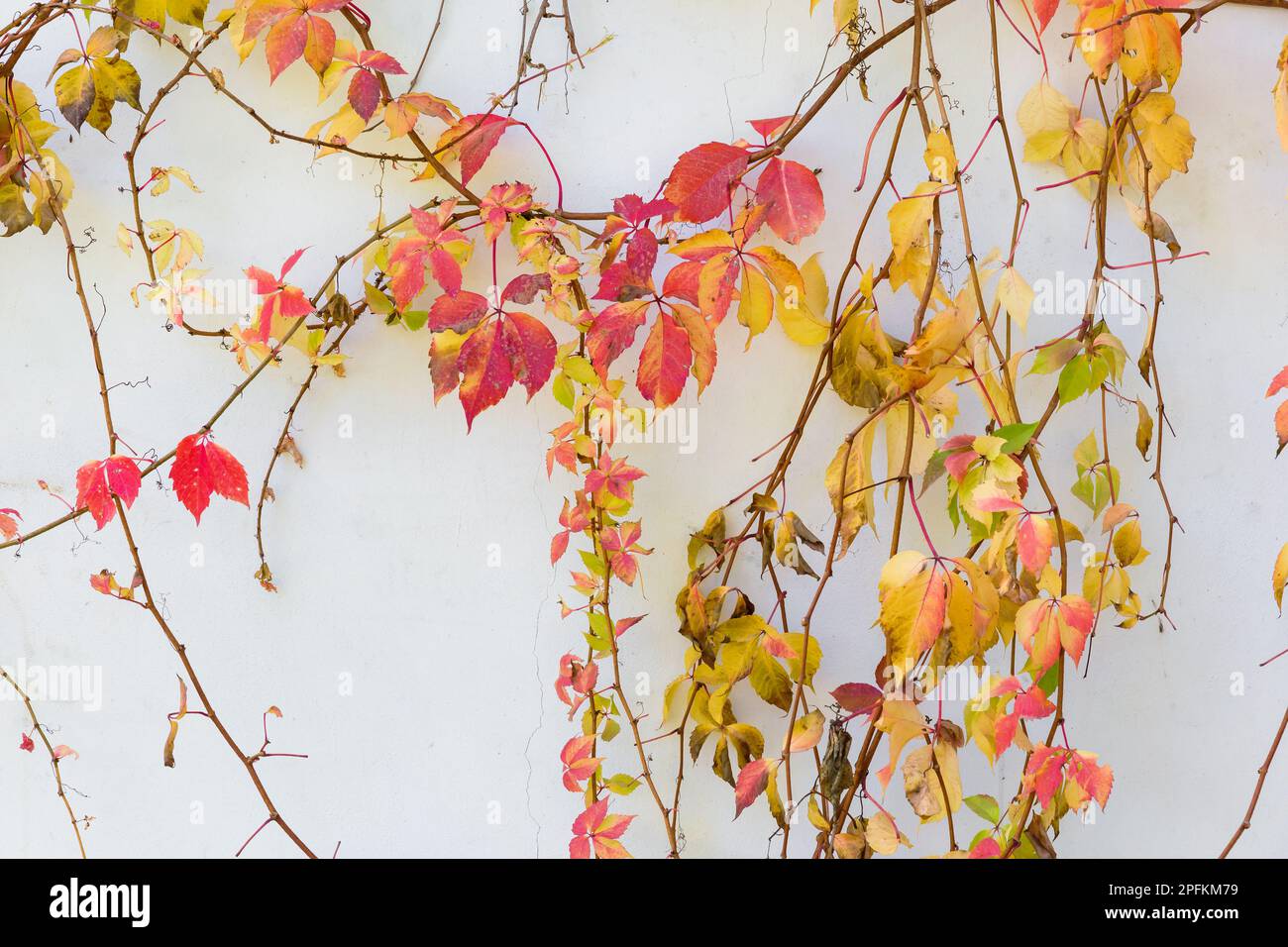 bella immagine di sfondo di tendri di vite autunnally colorato su una parete di casa Foto Stock