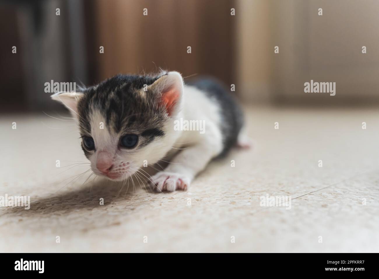 Piccolo gattino neonato che striscio sul pavimento . Foto di alta qualità Foto Stock