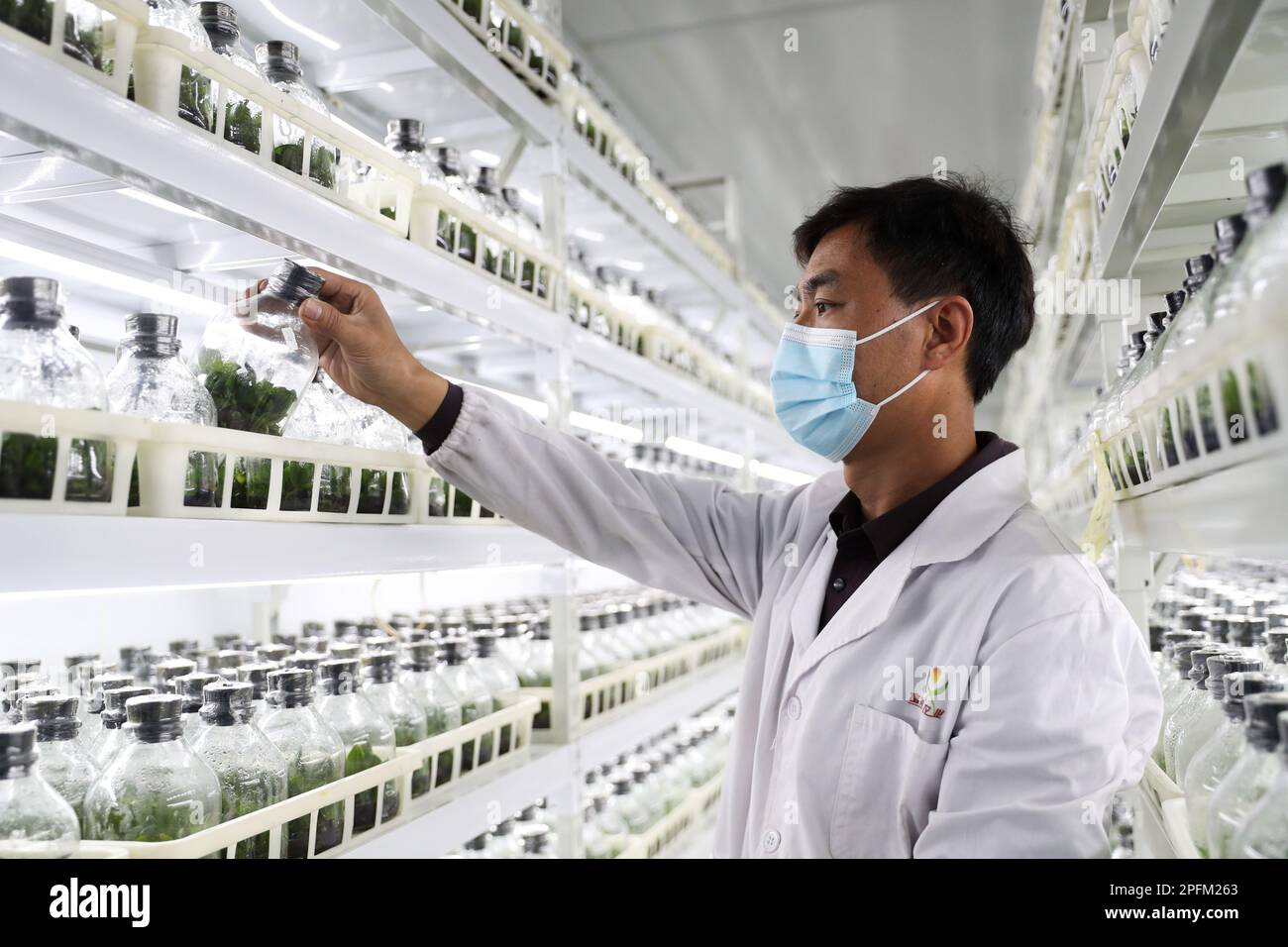 HANZHONG, CINA - 17 MARZO 2023 - Un tecnico osserva la crescita di germogli ascellari ad una base di fiori nel villaggio di Shaba, città di Hanzhong, Cina nord-occidentale Foto Stock