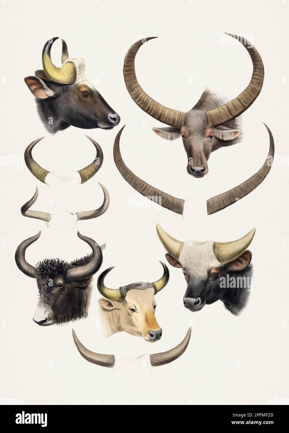 Buffalo indiano. Antica illustrazione animale. Animali beatiful di India, Birmania e Tibet. Foto Stock