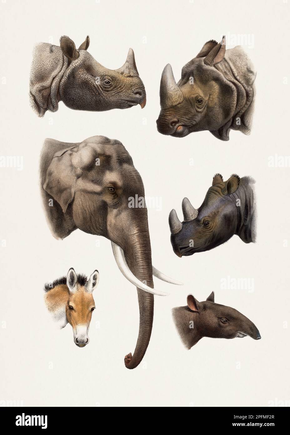 Elefante. Rinoceronti e Tapir. Antica illustrazione animale. Animali beatiful di India, Birmania e Tibet. Foto Stock