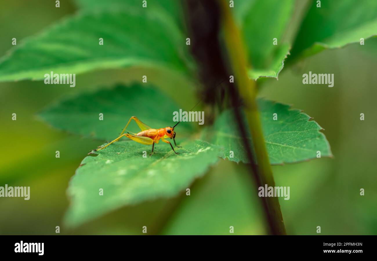 Primo piano di piccolo cricket sulla foglia verde al mattino, piccolo e meraviglioso cavallino, sfondo sfocato natura, foto di insetti colorata. Foto Stock