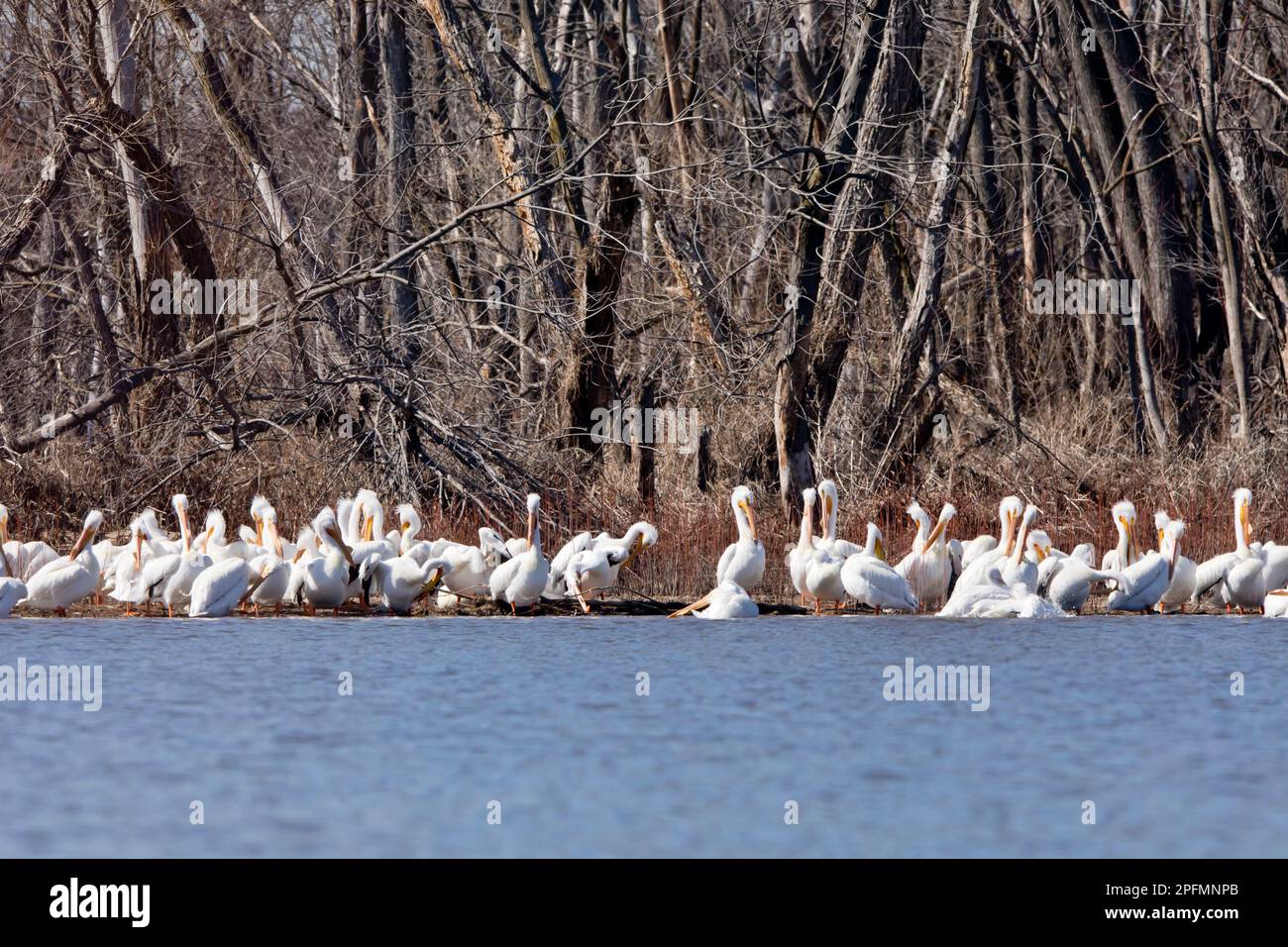 Un gregge di pellicani bianchi americani lungo il fiume Mississippi a Davenport, Iowa, in un pomeriggio invernale. Foto Stock