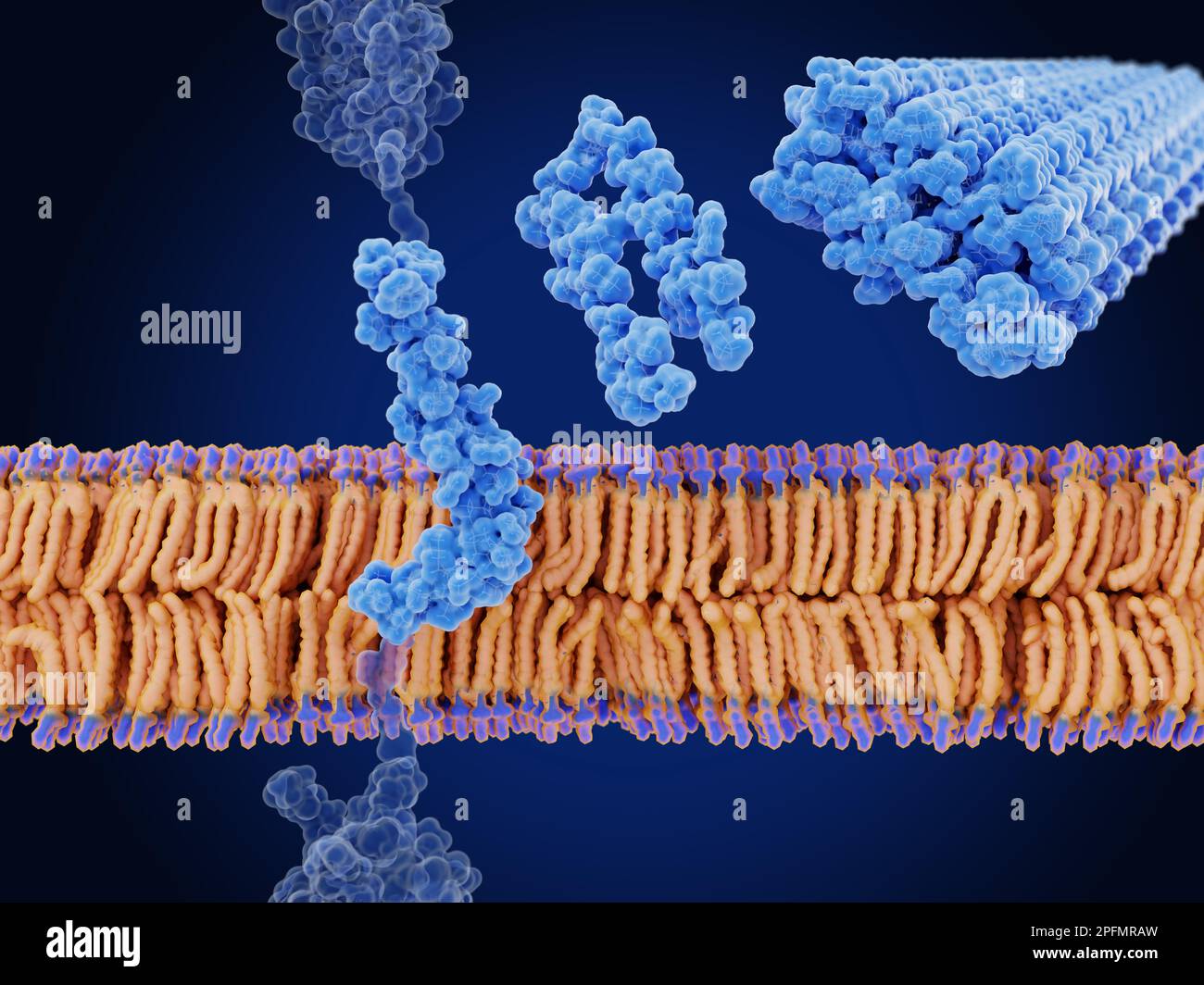 Peptide beta amiloide, illustrazione Foto Stock