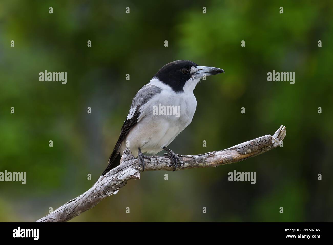 Un adulto australiano Grey Butcherbird -Cratticus torquatus- appollaiato, rilassante su un ramo di albero guardando a destra in colorata luce soffusa Foto Stock