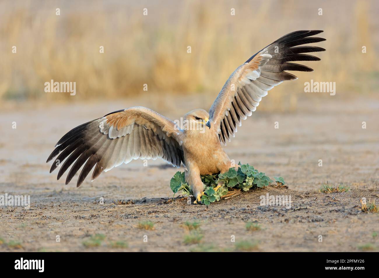 Un'aquila bruna (Aquila rapax) che caccia a terra con ali aperte, Sud Africa Foto Stock
