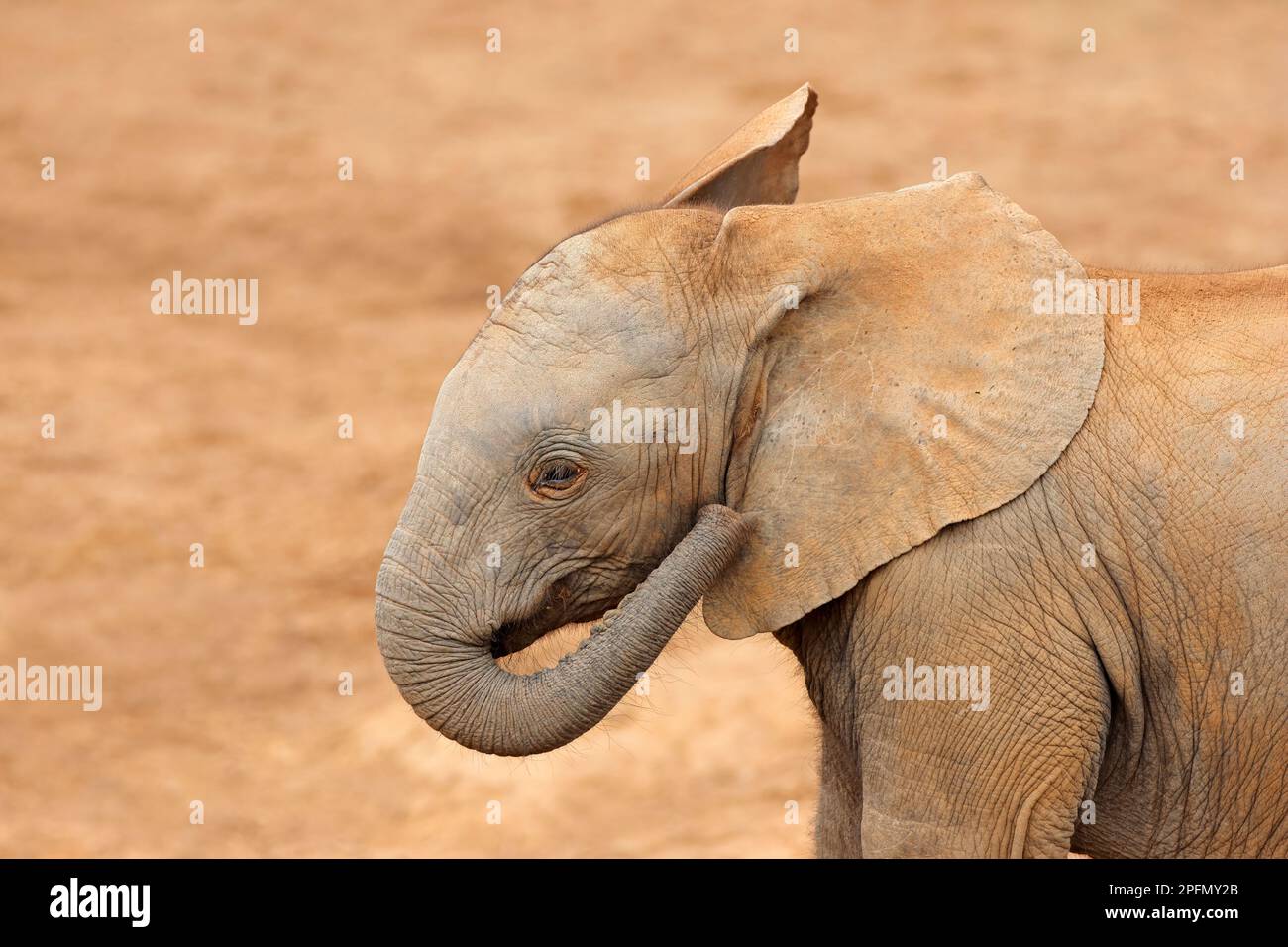 Ritratto di un giovane elefante africano (Loxodonta africana), Addo Elephant National Park, Sudafrica Foto Stock