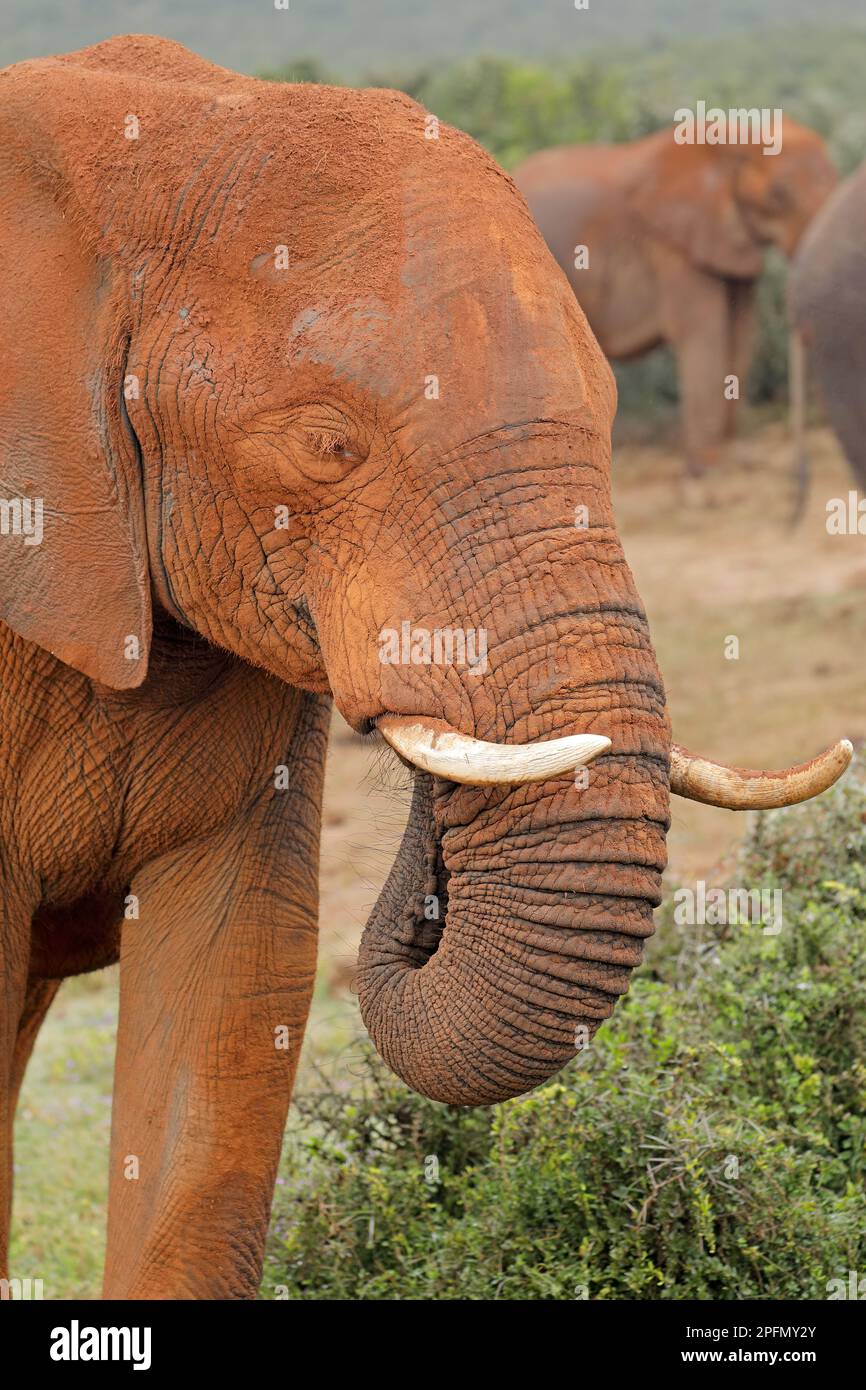 Un grande elefante africano di toro (Loxodonta africana) coperto di fango rosso, Addo Elephant National Park, Sudafrica Foto Stock