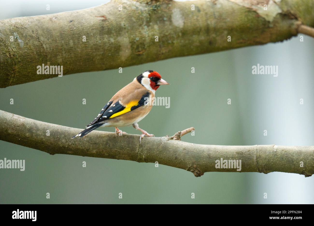 European goldfinch (Carduelis carduelis) appollaiato su una filiale Foto Stock