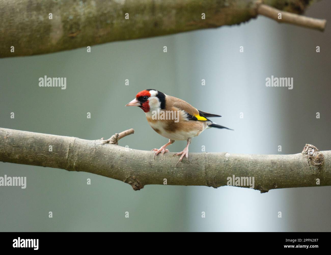 European goldfinch (Carduelis carduelis) appollaiato su una filiale Foto Stock
