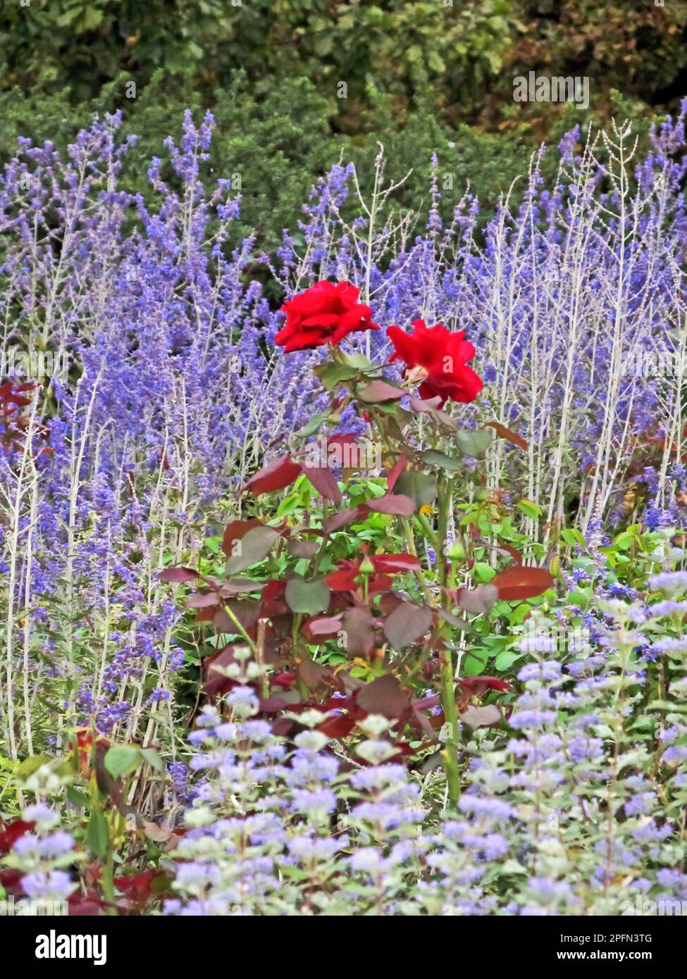 Una rosa rossa brillante in fiore circondata da una massa di fiori viola di lavanda. Foto Stock