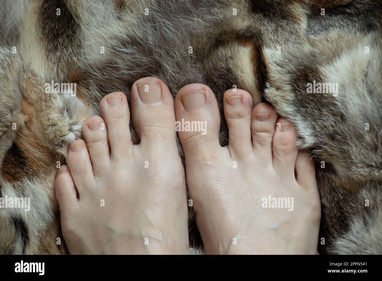 i piedi femminili si appoggiano su un cappotto di pelliccia sul pavimento, i piedi su un tappeto di pelliccia Foto Stock