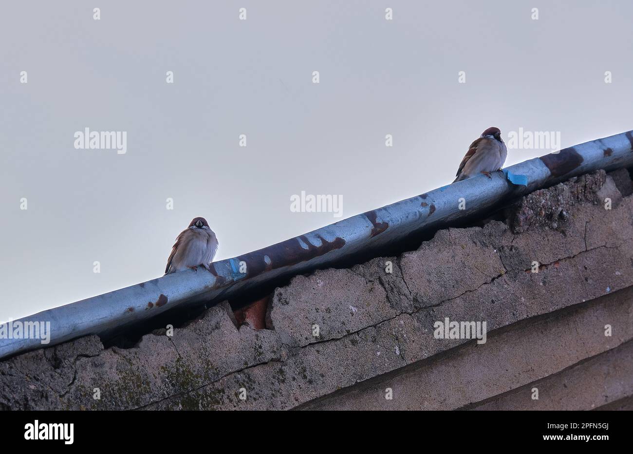 due passeri seduti su un tetto blu. Foto Stock