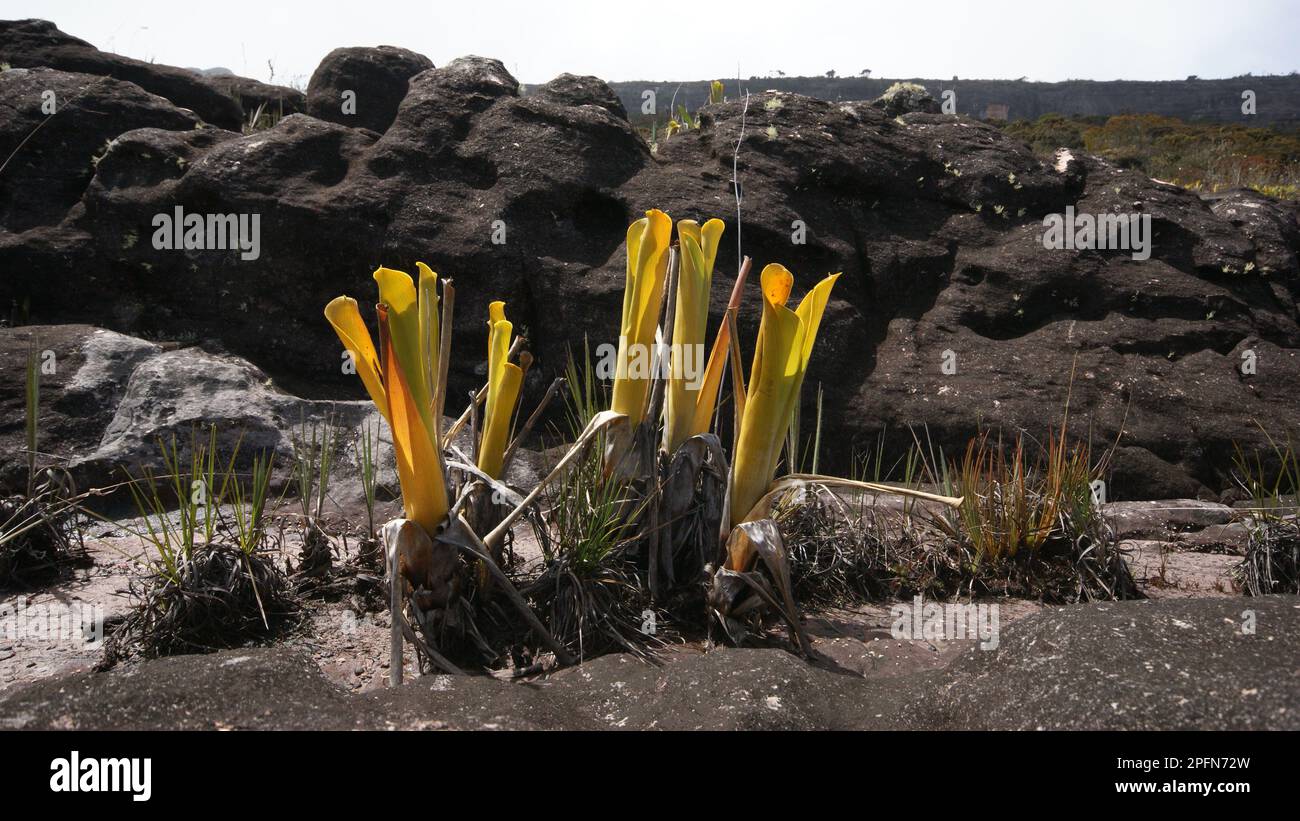 Brociere gialle della bromeliad carnivora Brocchinia redutta, di fronte a rocce di arenaria nera su Auyan Tepui, Venezuela Foto Stock