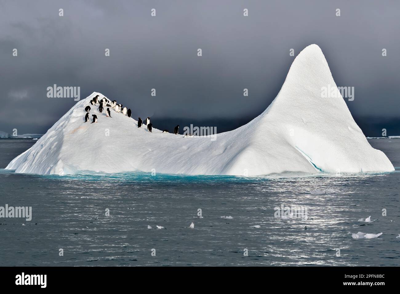 Georgia del Sud, Penguins di Adelie (Pygoscelis adeliae) Foto Stock