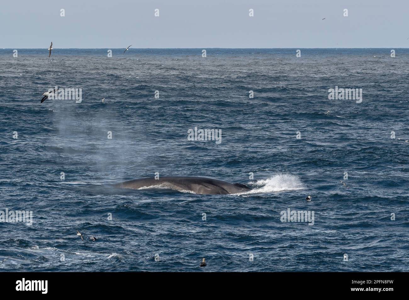 Penisola Antartica, balena Foto Stock