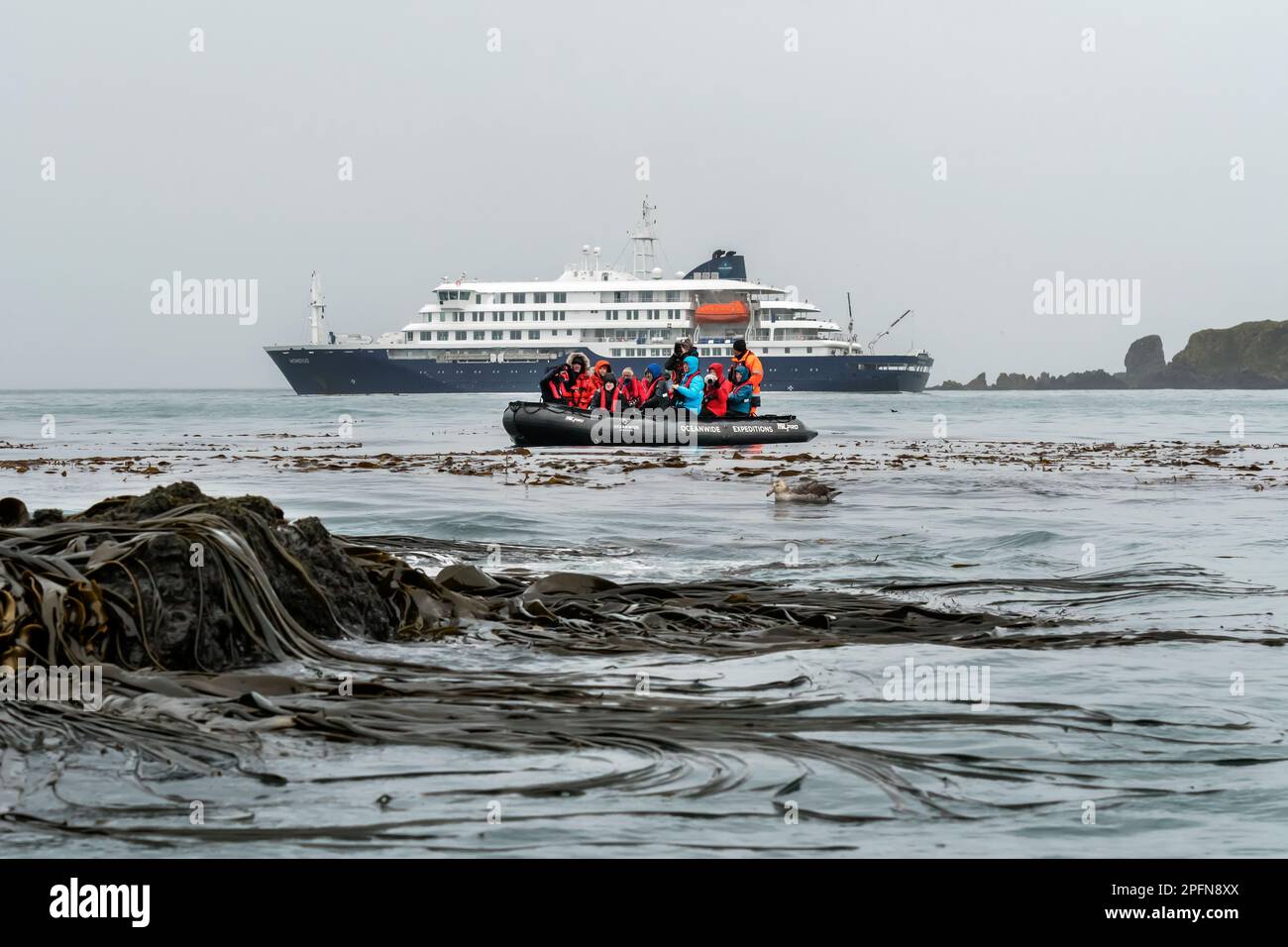 Georgia del Sud, baia di Cooper. Turismo Foto Stock