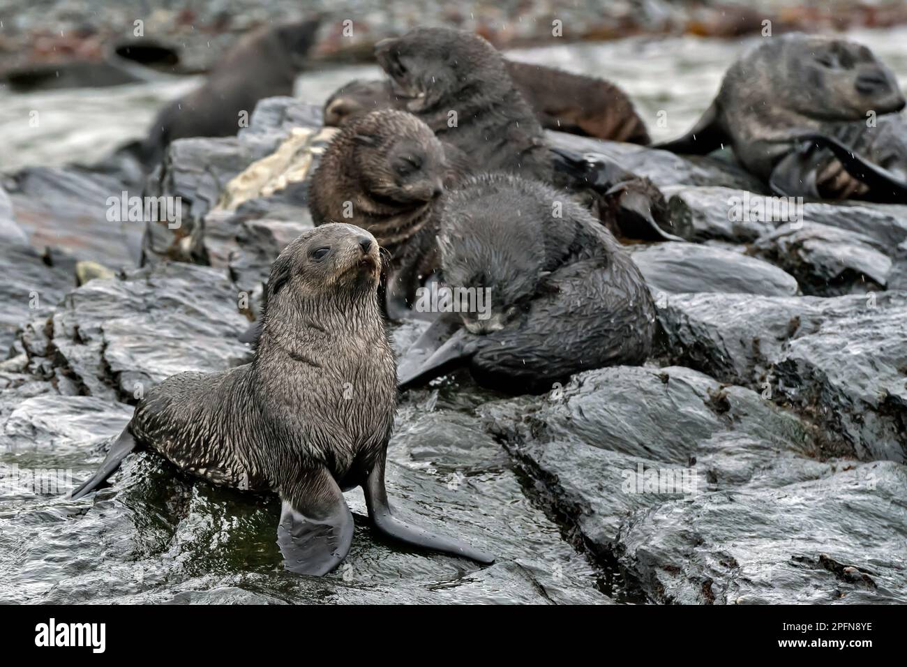 Georgia del Sud, St. Baia di Andrews. Foche antartiche (Arctocephalus gazella) Foto Stock