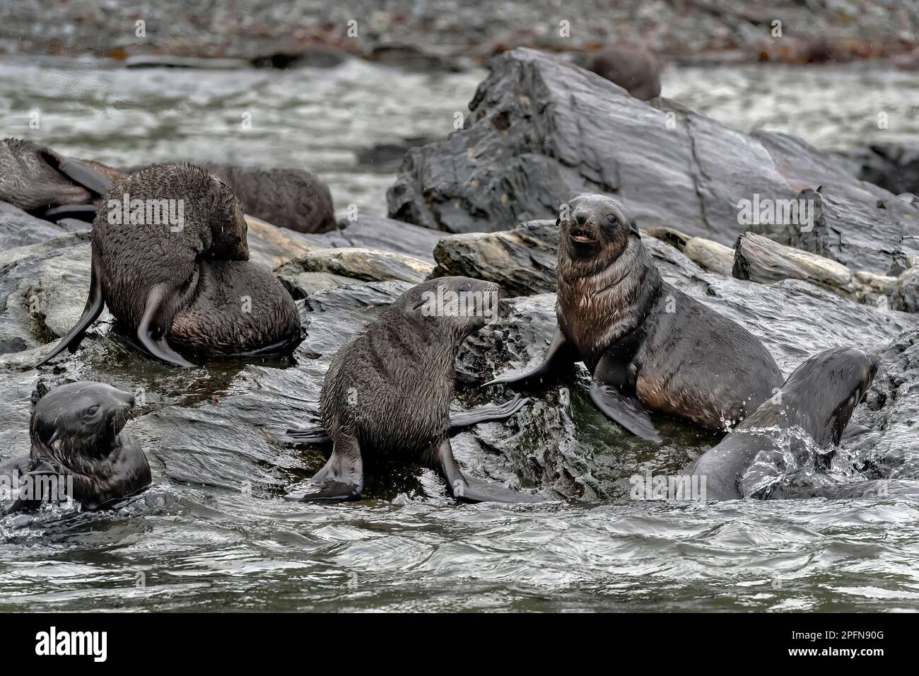 Georgia del Sud, St. Baia di Andrews. Foche antartiche (Arctocephalus gazella) Foto Stock