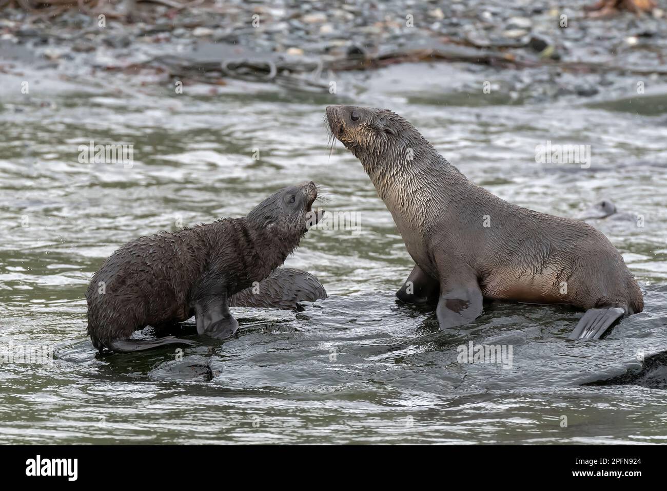 Georgia del Sud, St. Baia di Andrews. Foche antartiche (Arctocephalus gazella) Foto Stock