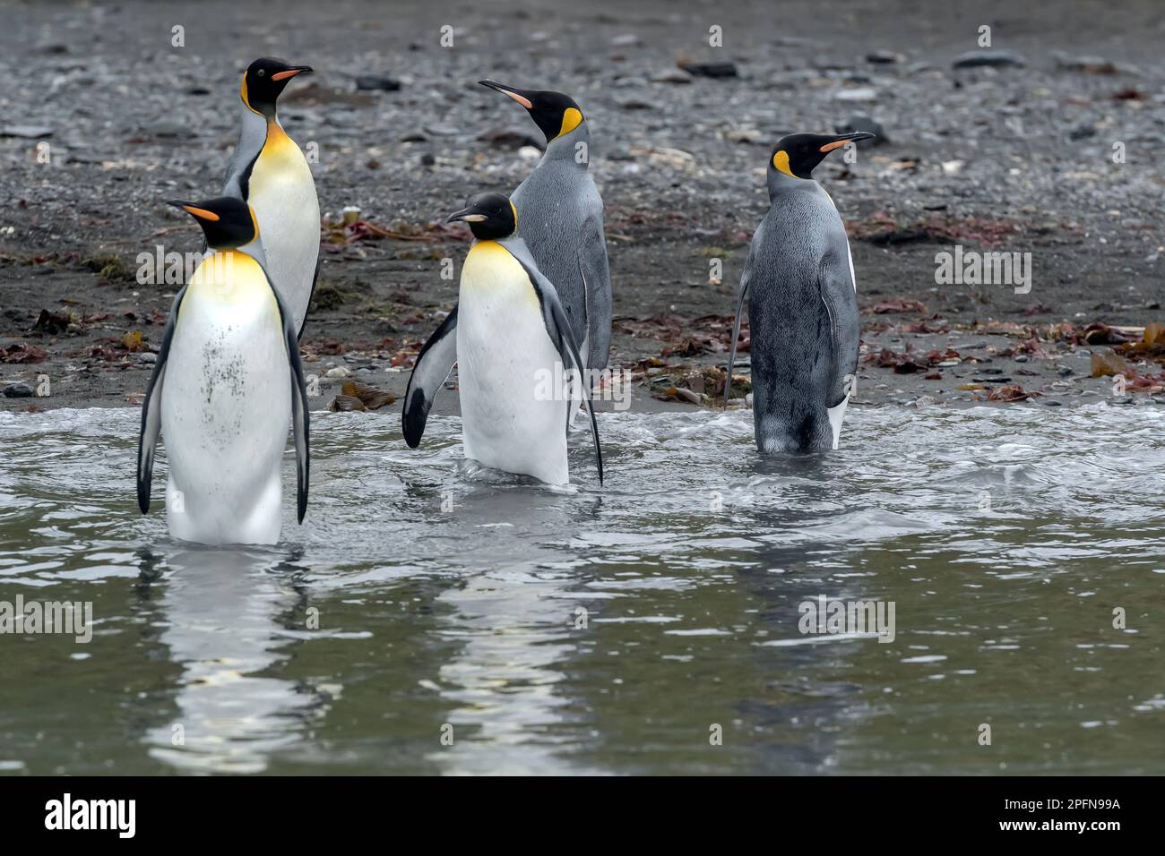 Georgia del Sud, St. Baia di Andrews. Re Pinguini (Aptenodytes patagonicus) Foto Stock