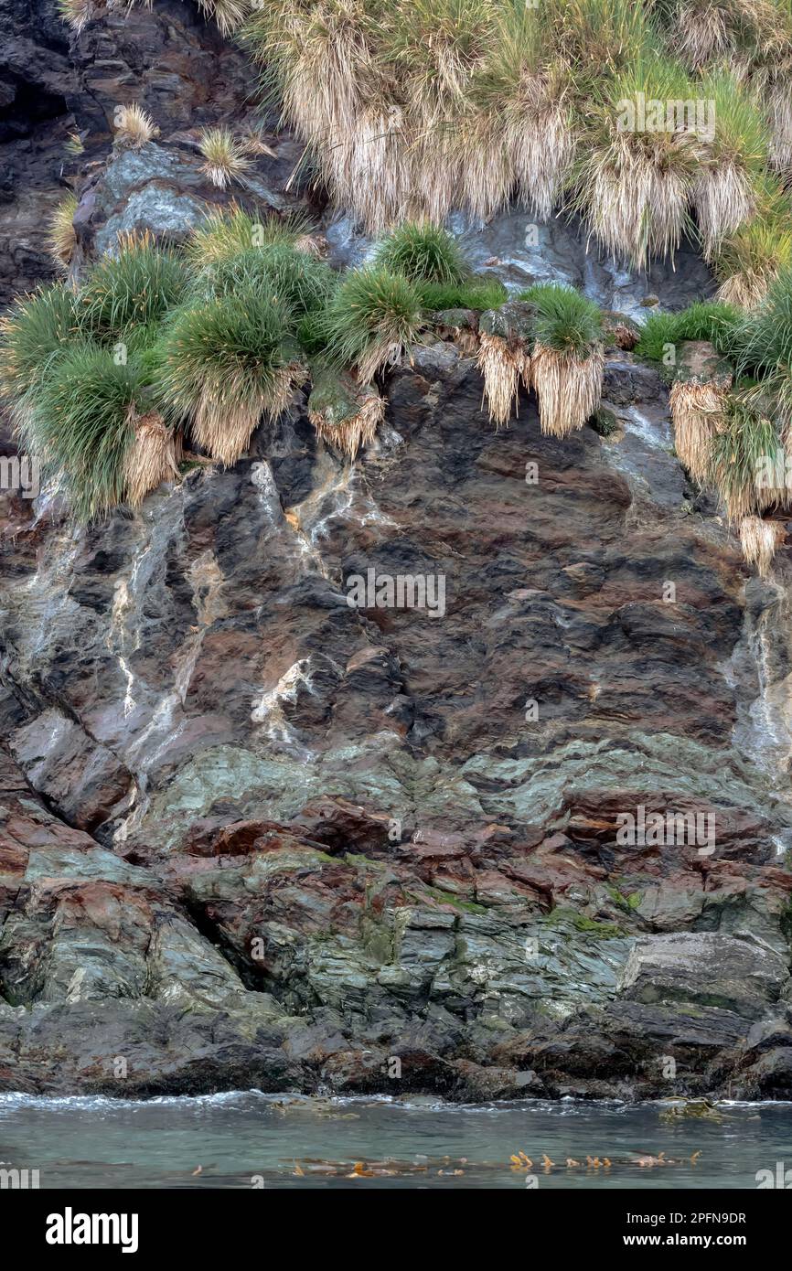 Georgia del Sud, St. Baia di Andrews Foto Stock