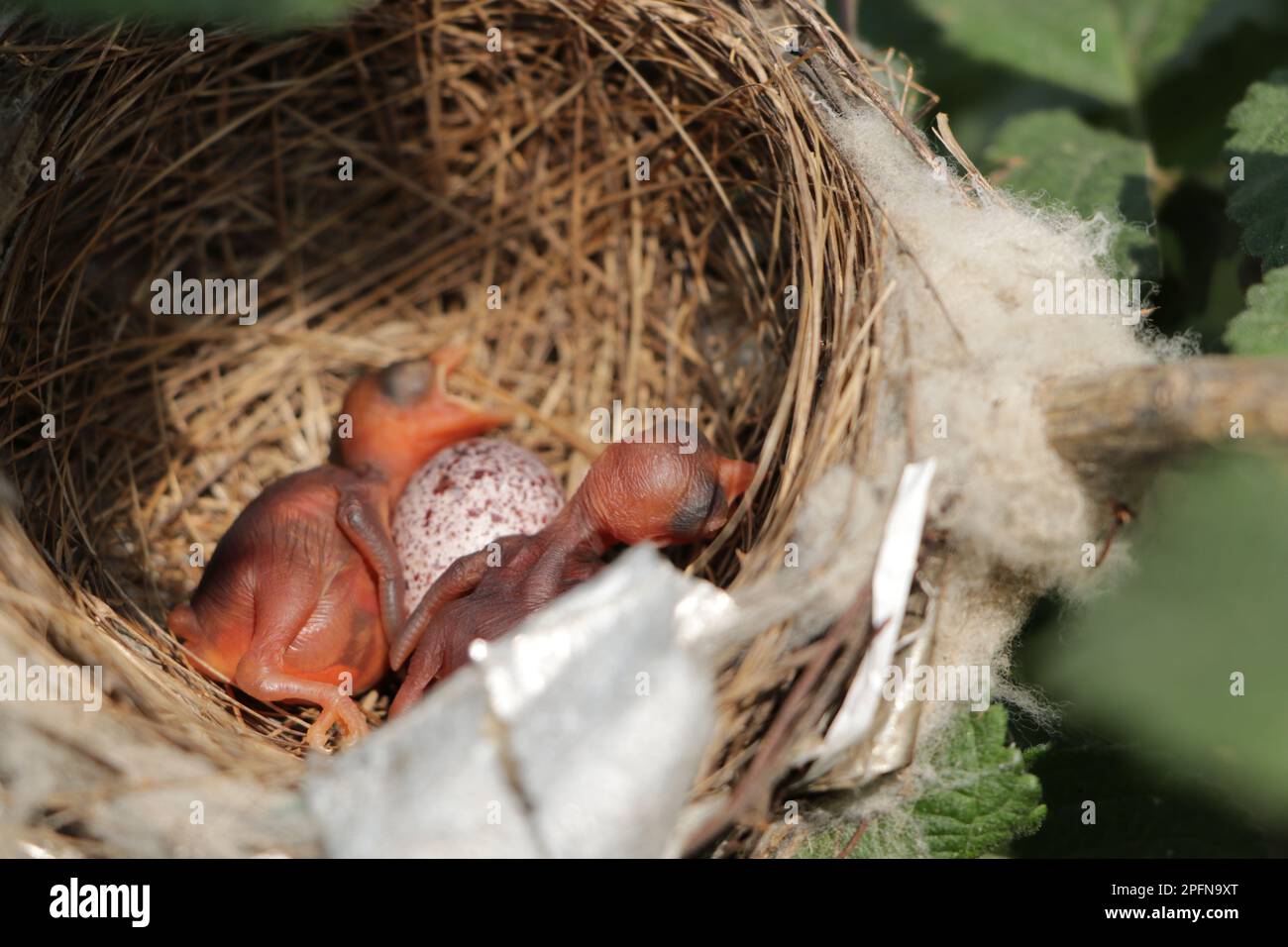Un pulcino di un uccello nel nido con uovo Foto Stock