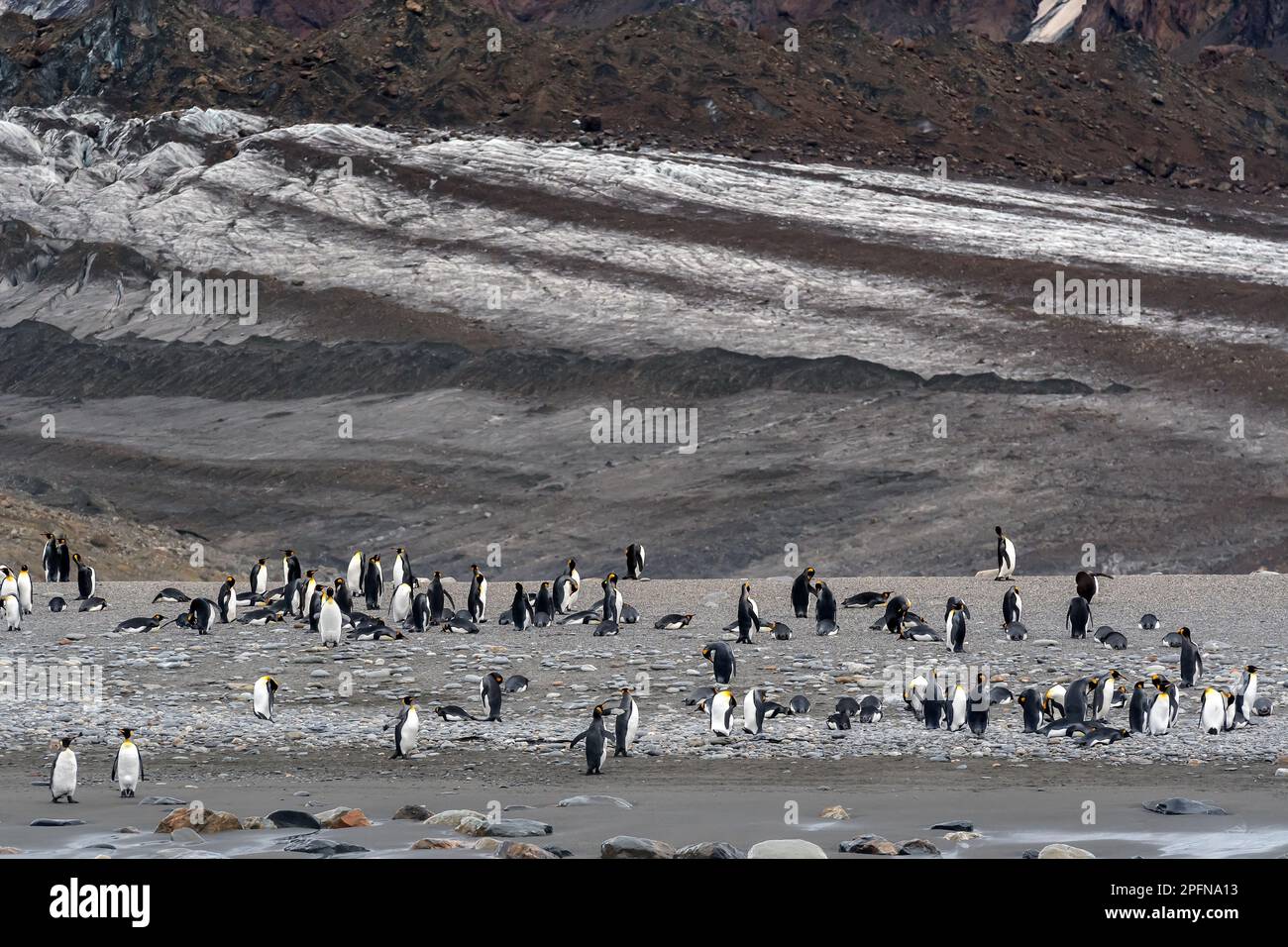 Georgia del Sud, baia di Fortuna. Re Pinguini (Aptenodytes patagonicus) Foto Stock