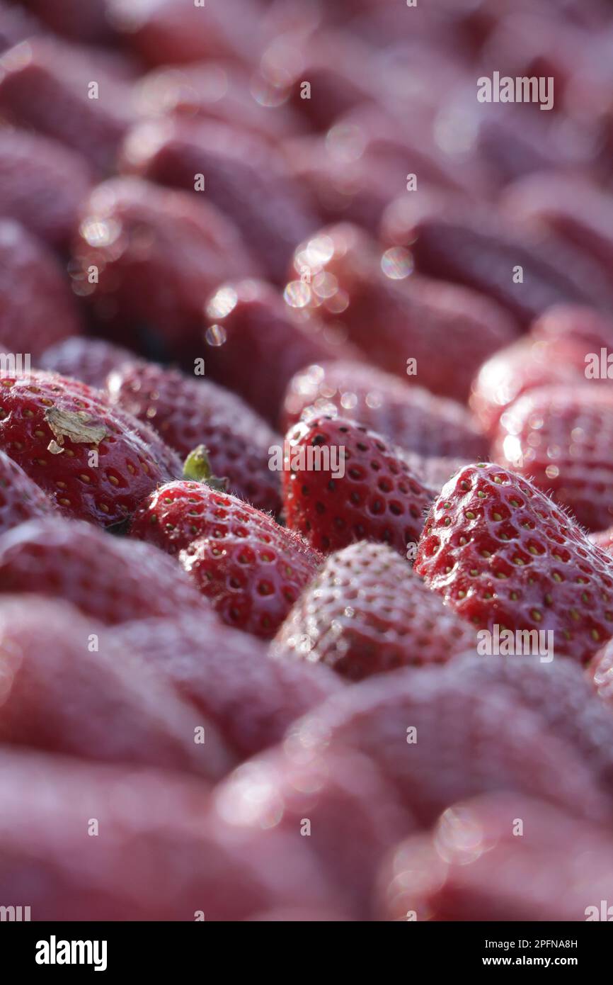 Fragola...il frutto è di colore rosso brillante, consistenza succosa e dolcezza. Foto Stock